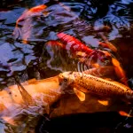 Various sizes of koi of bright colours are swimming around to signify a water pump purposely-built for the fish pond.
